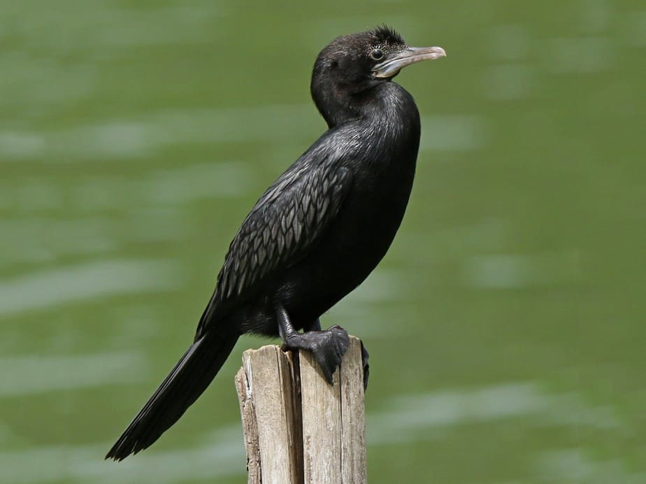 Little Cormorant